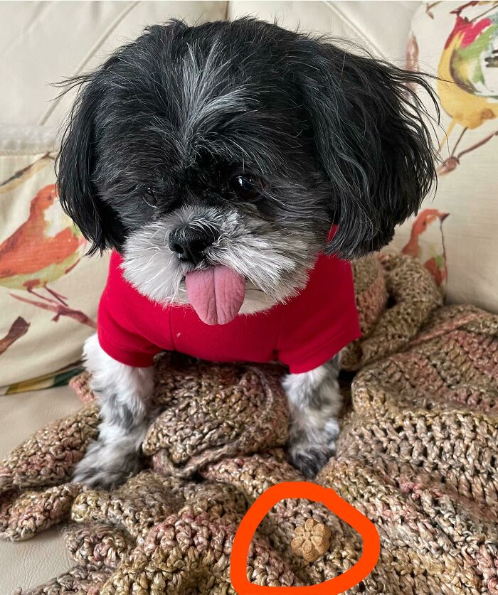 Pets Losing It Over Nothing? You Bet!