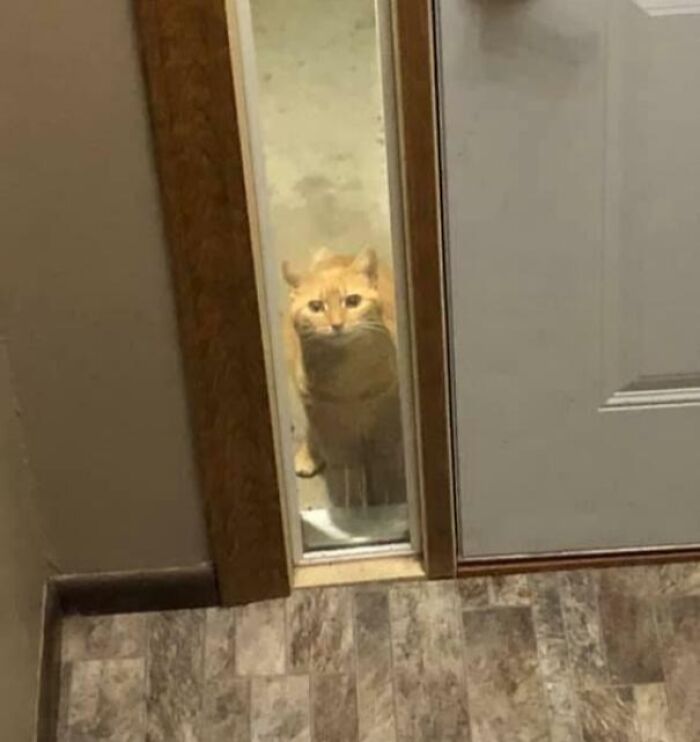 Pets Losing It Over Nothing? You Bet!