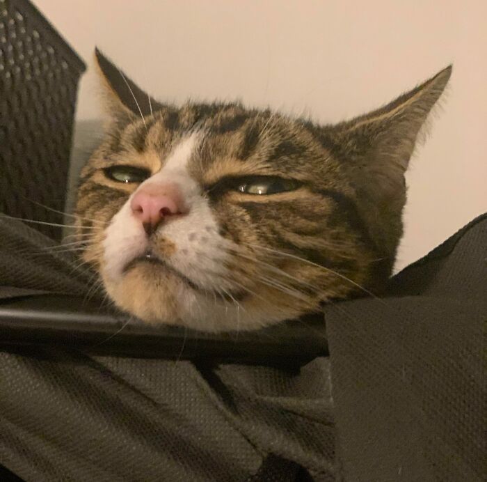 Pets Losing It Over Nothing? You Bet!