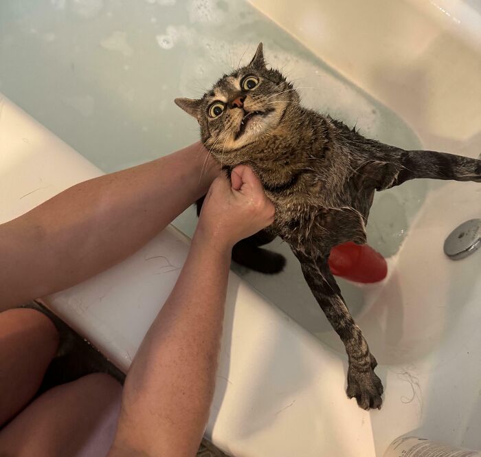 Pets Losing It Over Nothing? You Bet!