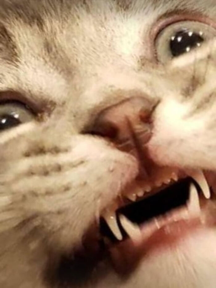 Pets Losing It Over Nothing? You Bet!