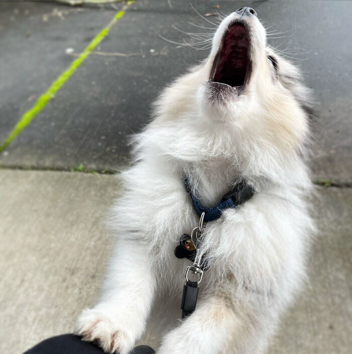 Pets Losing It Over Nothing? You Bet!