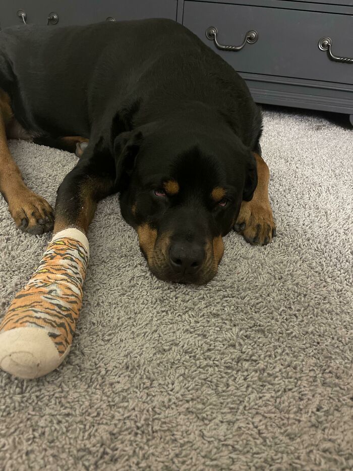 Pets Losing It Over Nothing? You Bet!