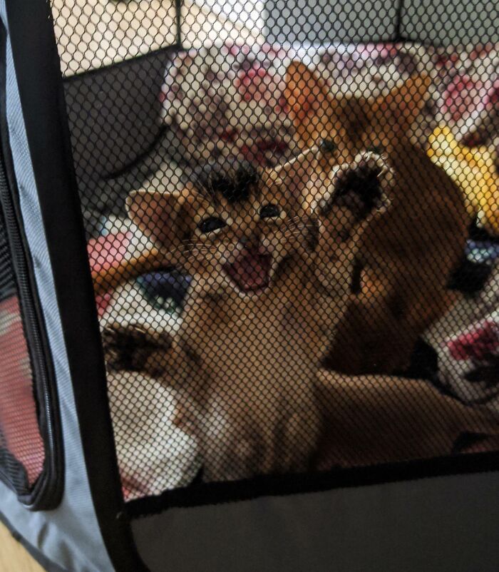 Pets Losing It Over Nothing? You Bet!