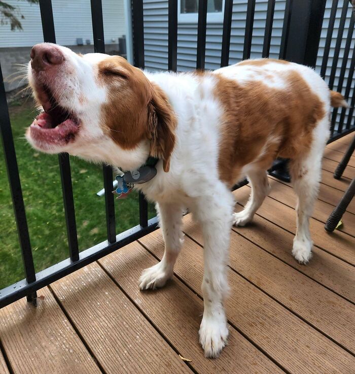 Pets Losing It Over Nothing? You Bet!