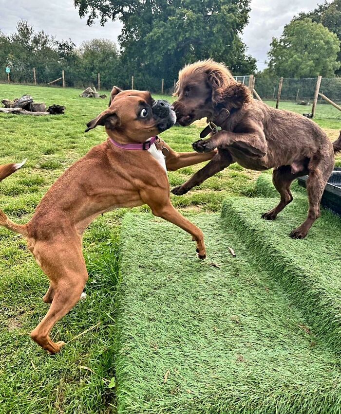 Pets Losing It Over Nothing? You Bet!