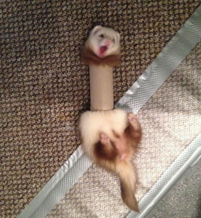 Pets Losing It Over Nothing? You Bet!