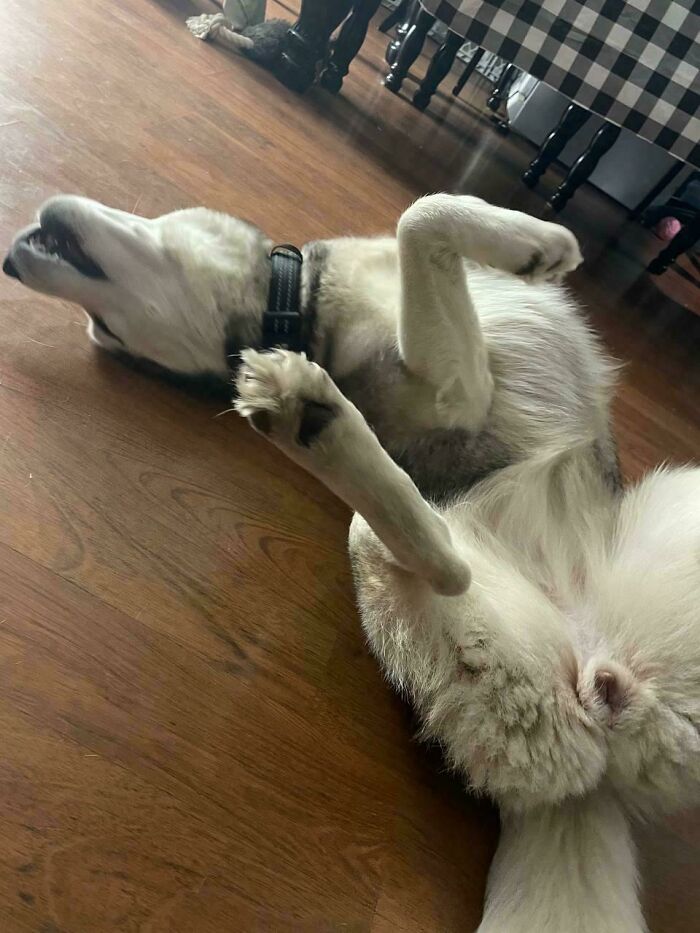 Pets Losing It Over Nothing? You Bet!