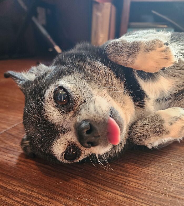 Pets Losing It Over Nothing? You Bet!