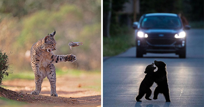 26 Wild Animal Photos That Totally Stole The Show in 2026