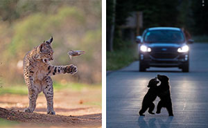 26 Wild Animal Photos That Totally Stole The Show in 2026