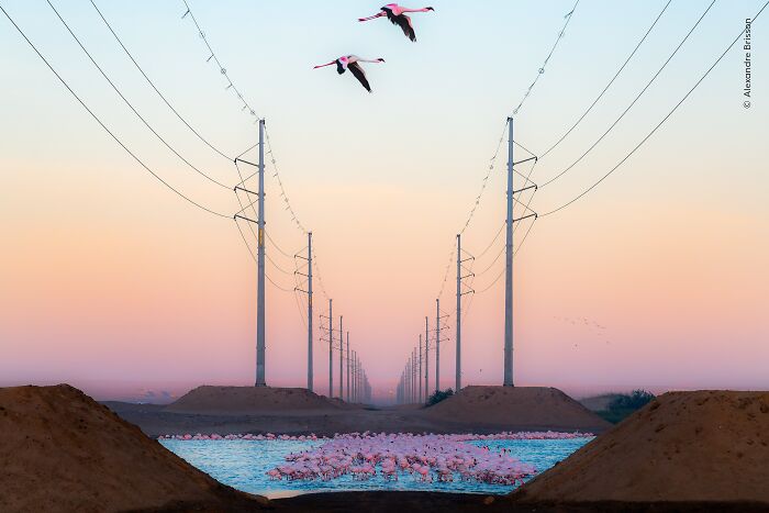 "Flamingos Under Power Lines" by Alexandre Brisson