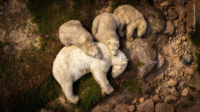 "Family Nap" by Christopher Paetkau
