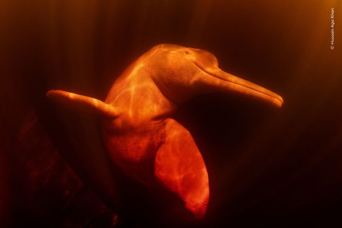 Hussain Aga Khan’s Wildlife Click