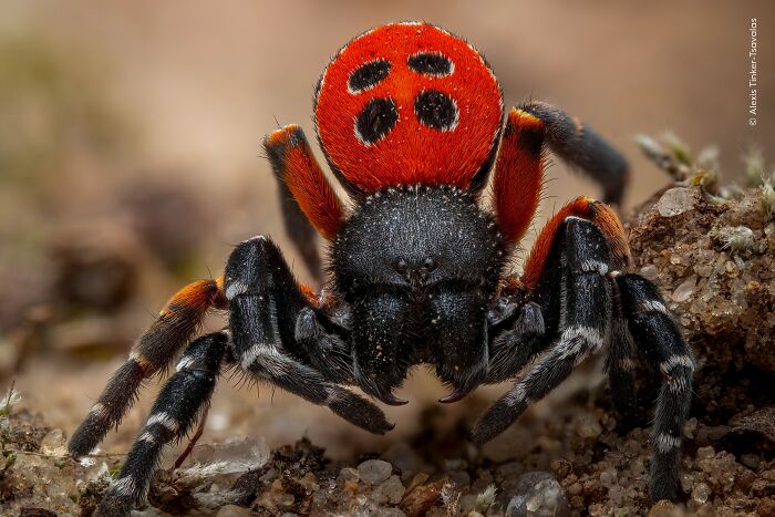 Wild Click by Aleks Tinker-Tsavalas