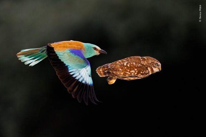 Bence Máté’s Striking Snap