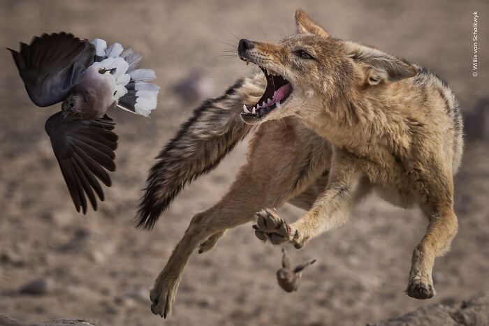 Willie van Schalkwyk’s Cool Capture