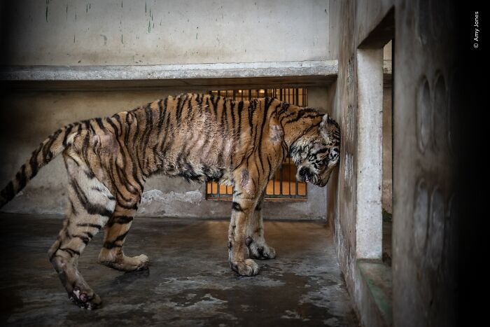 Amy Jones’ Lovely Snap