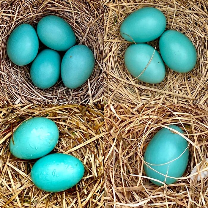 20 Egg Decorating Hacks That Make Basic Dye Kits Look Boring