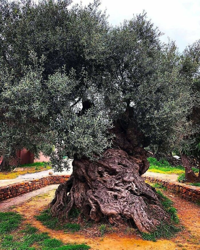 The 3,000-Year-Old Olive Tree That Keeps On Giving