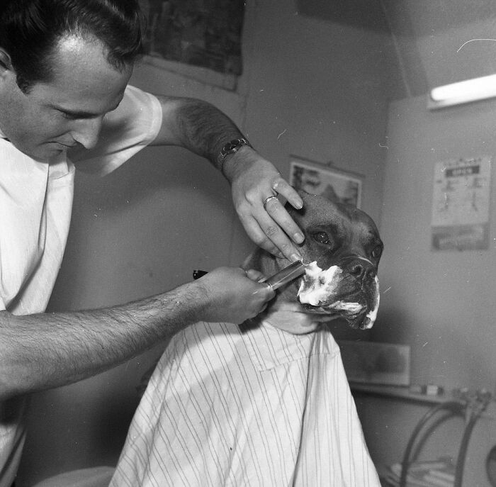 45 Vintage Dog Pics That Prove Man’s Best Buddy Hasn’t Changed a Bit