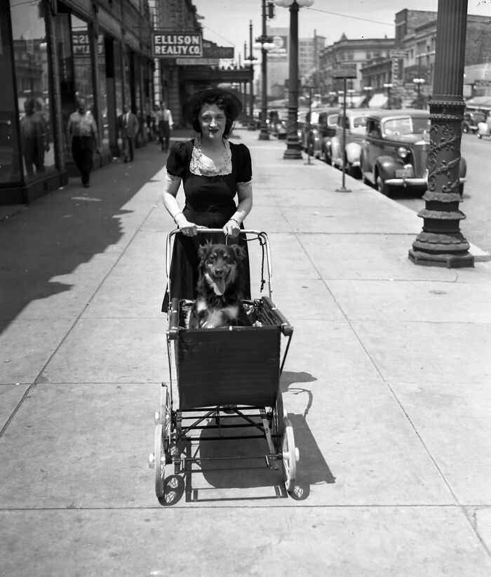 45 Vintage Dog Pics That Prove Man’s Best Buddy Hasn’t Changed a Bit