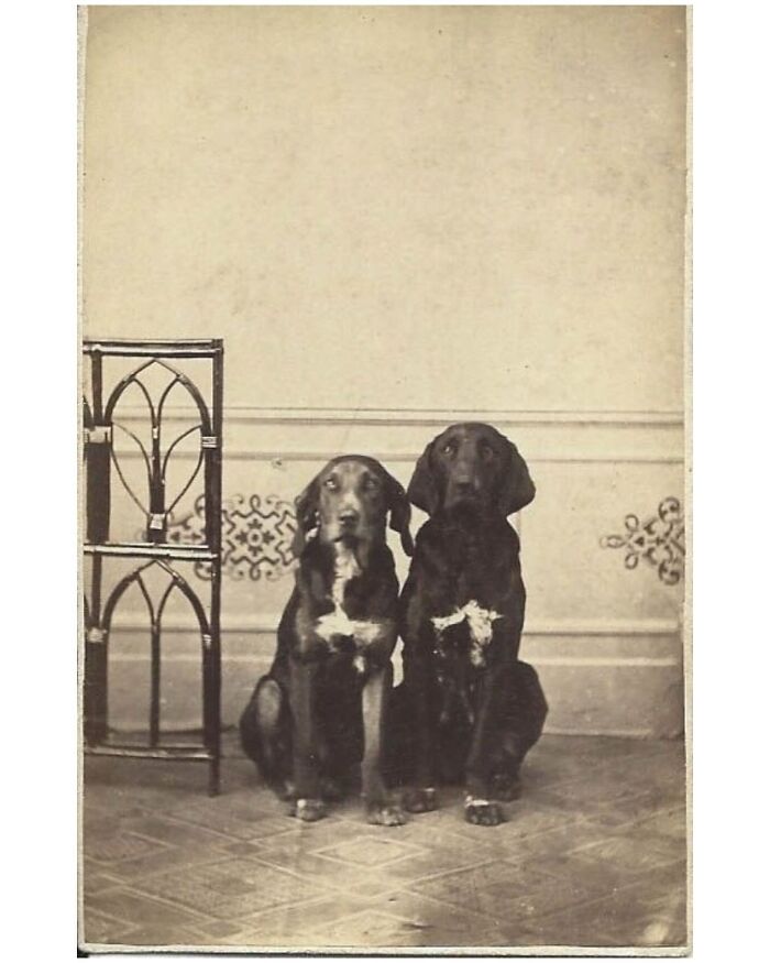 45 Vintage Dog Pics That Prove Man’s Best Buddy Hasn’t Changed a Bit