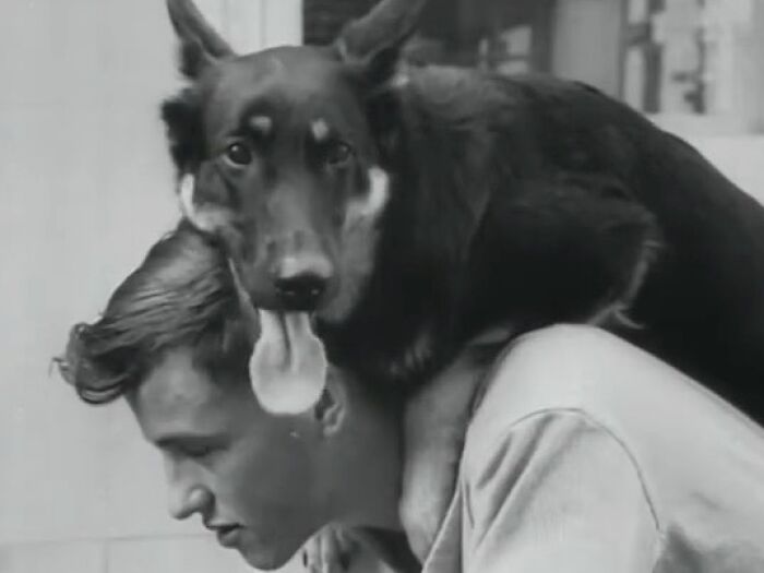 45 Vintage Dog Pics That Prove Man’s Best Buddy Hasn’t Changed a Bit