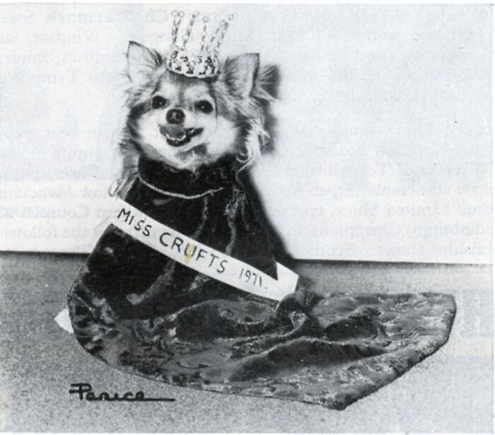 45 Vintage Dog Pics That Prove Man’s Best Buddy Hasn’t Changed a Bit