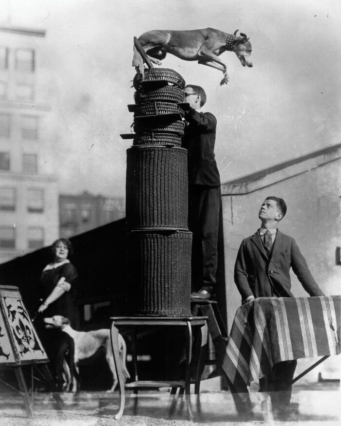 45 Vintage Dog Pics That Prove Man’s Best Buddy Hasn’t Changed a Bit
