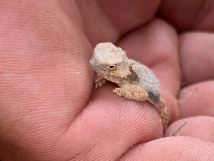Met This Little Guy Running Across My Boot In The Desert