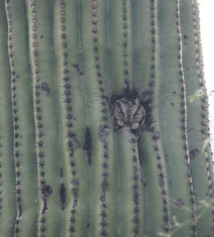 Desert Owl Mastering The Art Of Hiding In Tucson