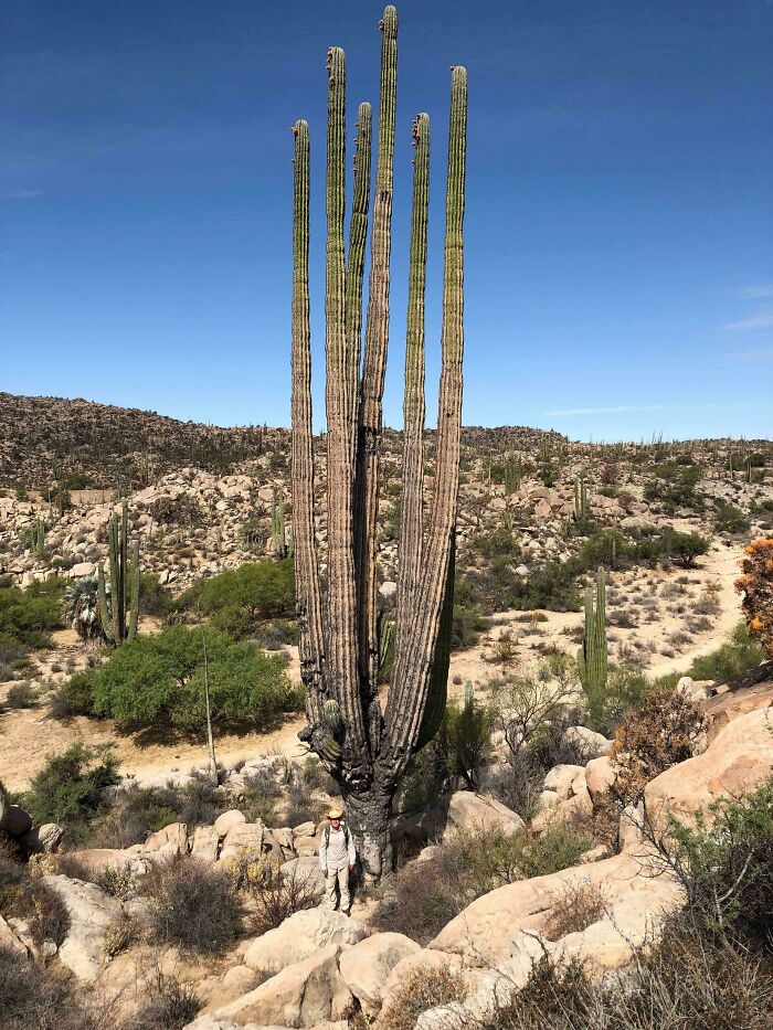 Did You Know Cacti Can Be THIS Huge? That’s Me At The Bottom!