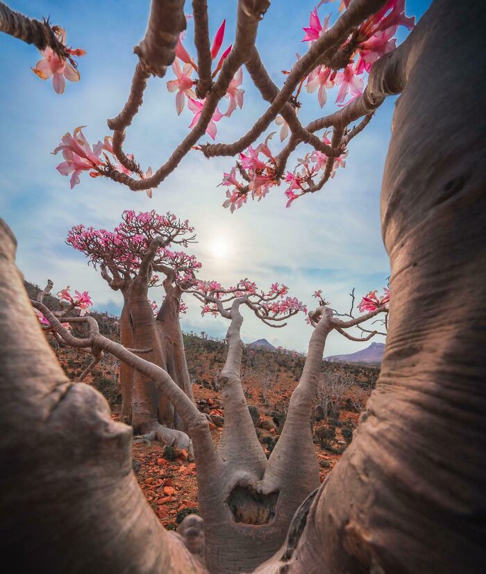 Desert Roses That Surely Aren’t Your Average Flower In Socotra