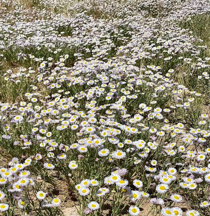Springtime Shows Up In The Sonoran Desert, Believe It Or Not