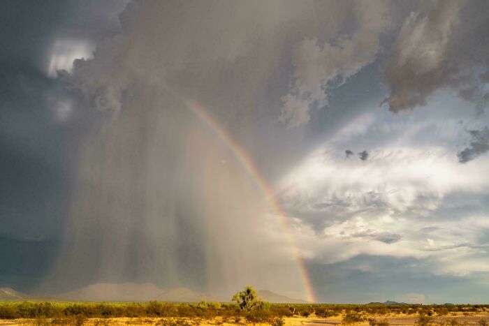 Classic Sonoran Desert Landscape, Arizona Style
