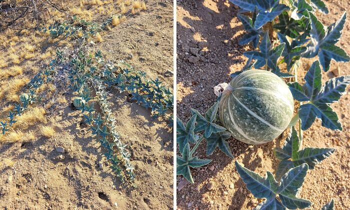 Wait, They Actually Found This Stuff In The Desert?!