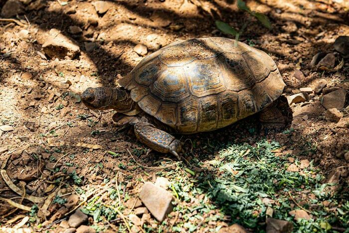 Wait, They Actually Found This Stuff In The Desert?!
