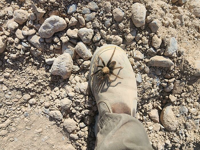 Wait, They Actually Found This Stuff In The Desert?!