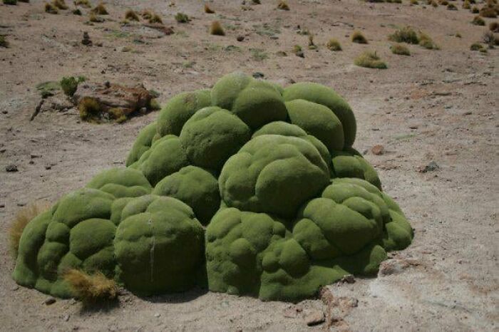 Wait, They Actually Found This Stuff In The Desert?!