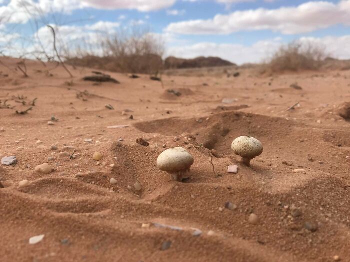 Wait, They Actually Found This Stuff In The Desert?!