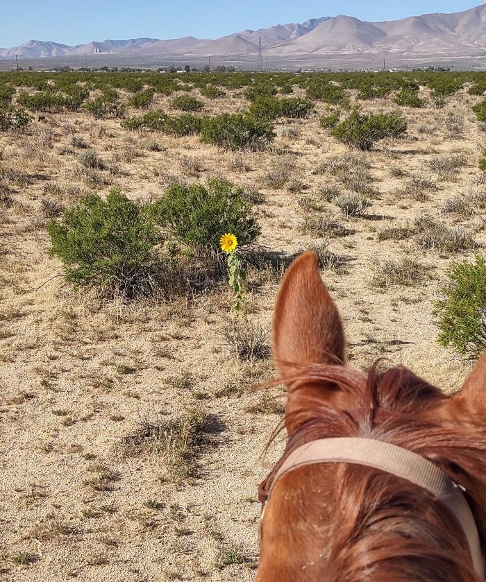 Wait, They Actually Found This Stuff In The Desert?!