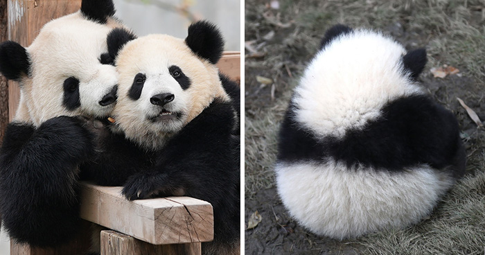 Wait, Pandas Doing Nothing Could Be This Entertaining? Yep!