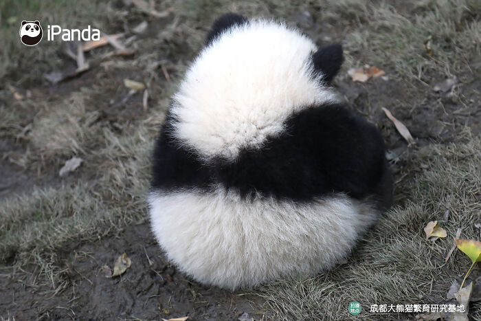 Wait, Pandas Doing Nothing Could Be This Entertaining? Yep!