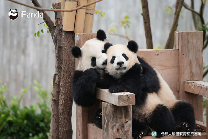 Wait, Pandas Doing Nothing Could Be This Entertaining? Yep!