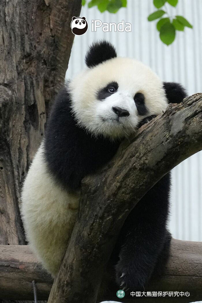 Wait, Pandas Doing Nothing Could Be This Entertaining? Yep!