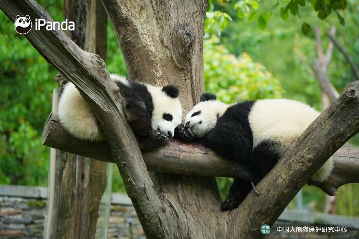 Wait, Pandas Doing Nothing Could Be This Entertaining? Yep!