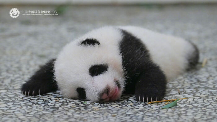 Wait, Pandas Doing Nothing Could Be This Entertaining? Yep!
