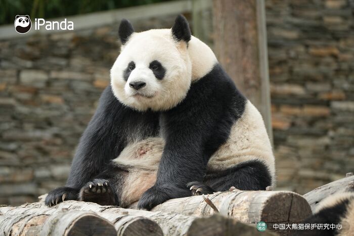 Wait, Pandas Doing Nothing Could Be This Entertaining? Yep!