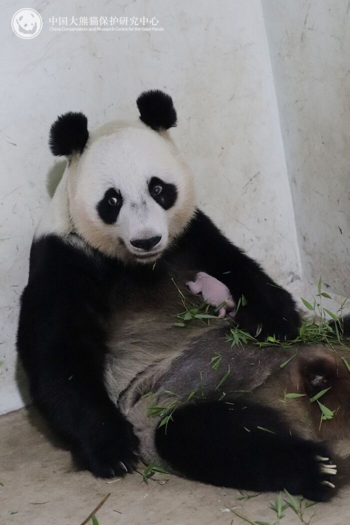 Wait, Pandas Doing Nothing Could Be This Entertaining? Yep!